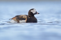 Hoholka ledni - Clangula hyemalis - Long-tailed Duck 8428